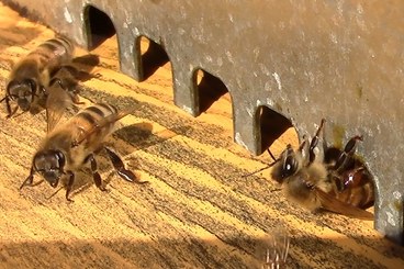 Nell'immagine, opera della relatrice, è raffigurata, sulla destra, un’ape bottinatrice di resina e sulla sinistra altre due api.