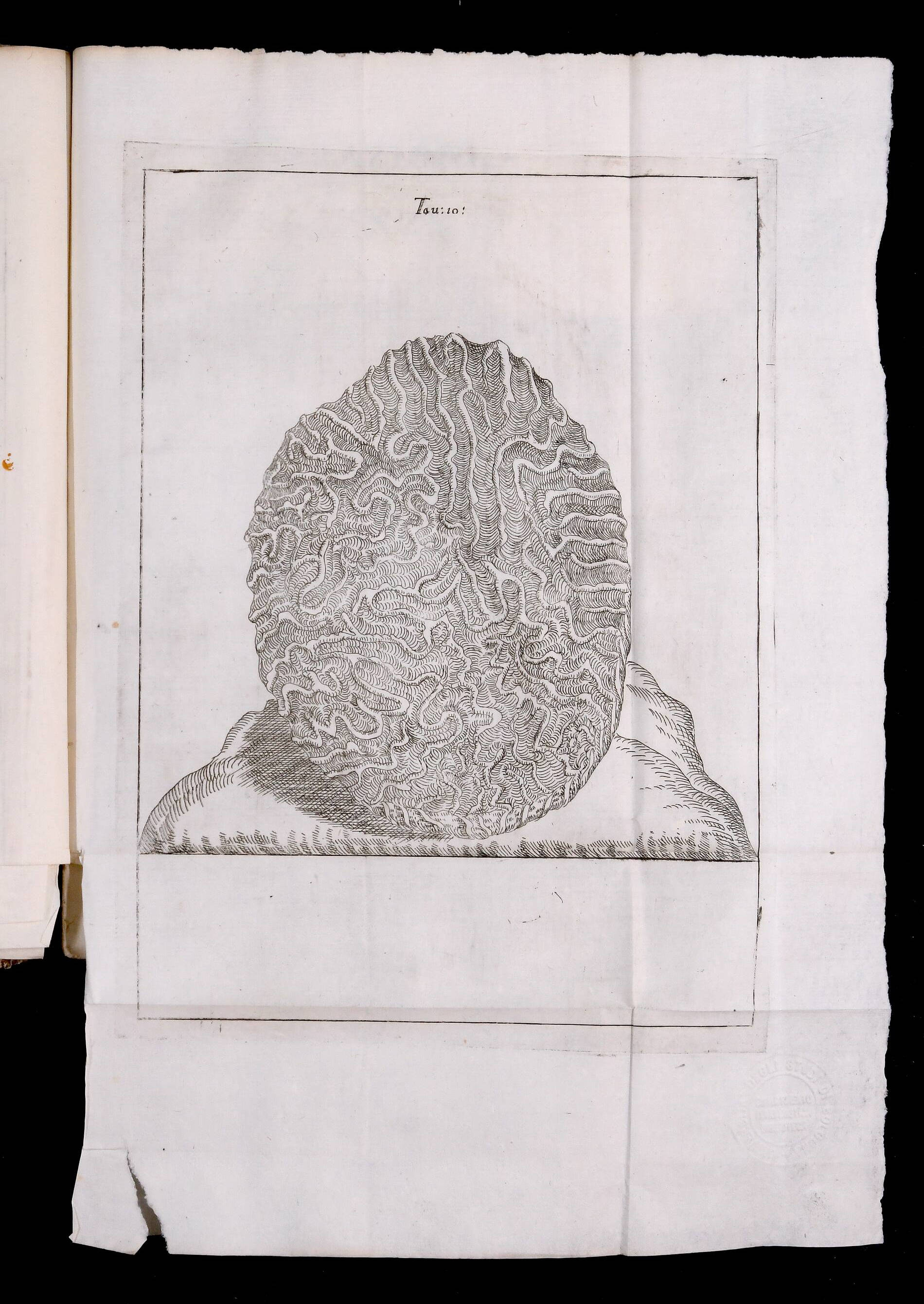 Tavola 10