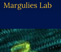 Margulies