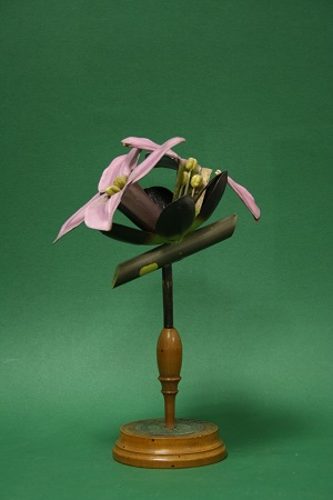 Brendel botanical model