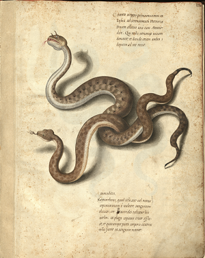 Desert horned viper and Vipera ammodytes