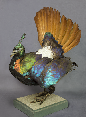 Lophophorus impejanus