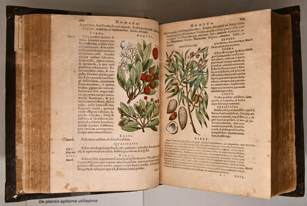 Dioscorides Pedanius