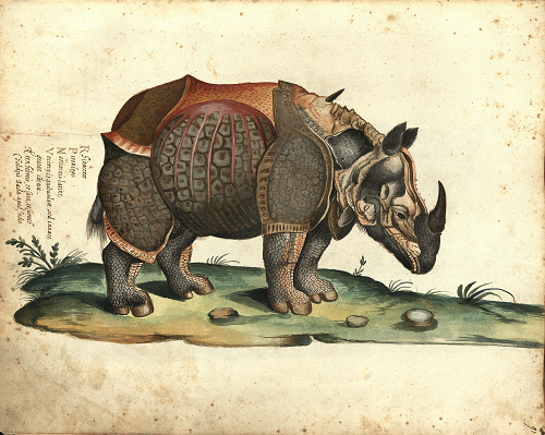 Rhinoceros