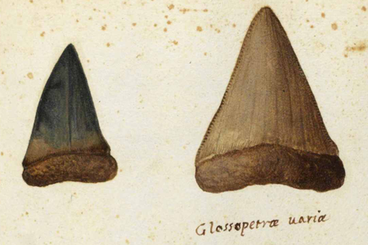 Illustrazione cinquecentesca aldrovandiana di denti di squalo