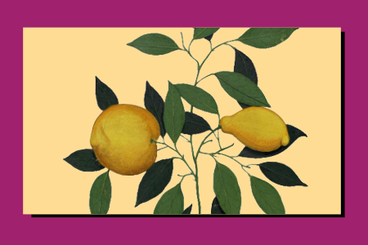 Illustrazione cinquecentesca aldrovandiana di una pianta di limone