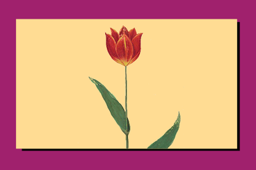 Illustrazione cinquecentesca aldrovandiana di un tulipano