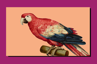 Illustrazione cinquecentesca aldrovandiana di un pappagallo