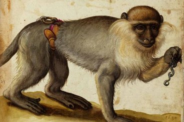 Illustrazione cinquecentesca aldrovandiana di una scimmia
