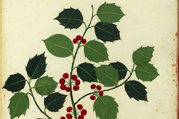 Illustrazione di pianta di agrifoglio di Ulisse Aldrovandi