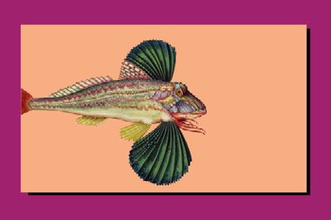 Illustrazione cinquecentesca aldrovandiana di un pesce