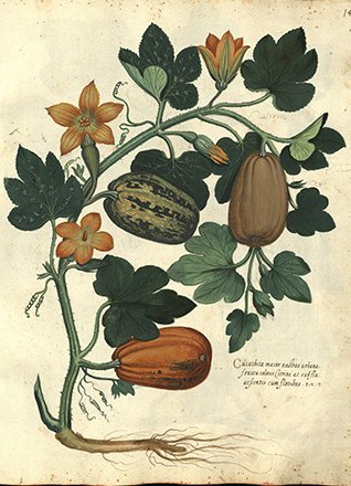 Illustrazione di una pianta di zucca