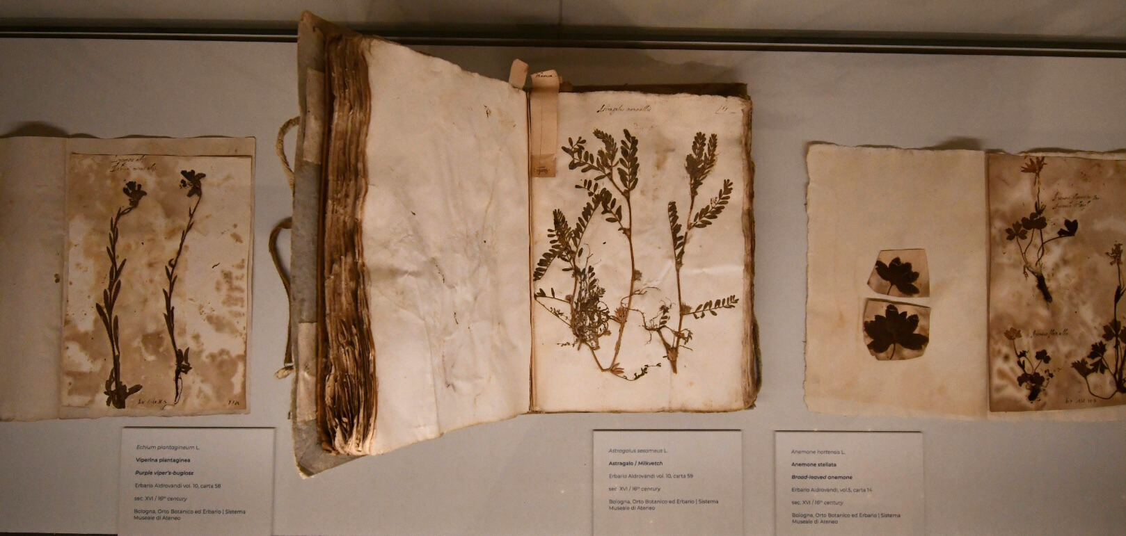Fogli di Erbario