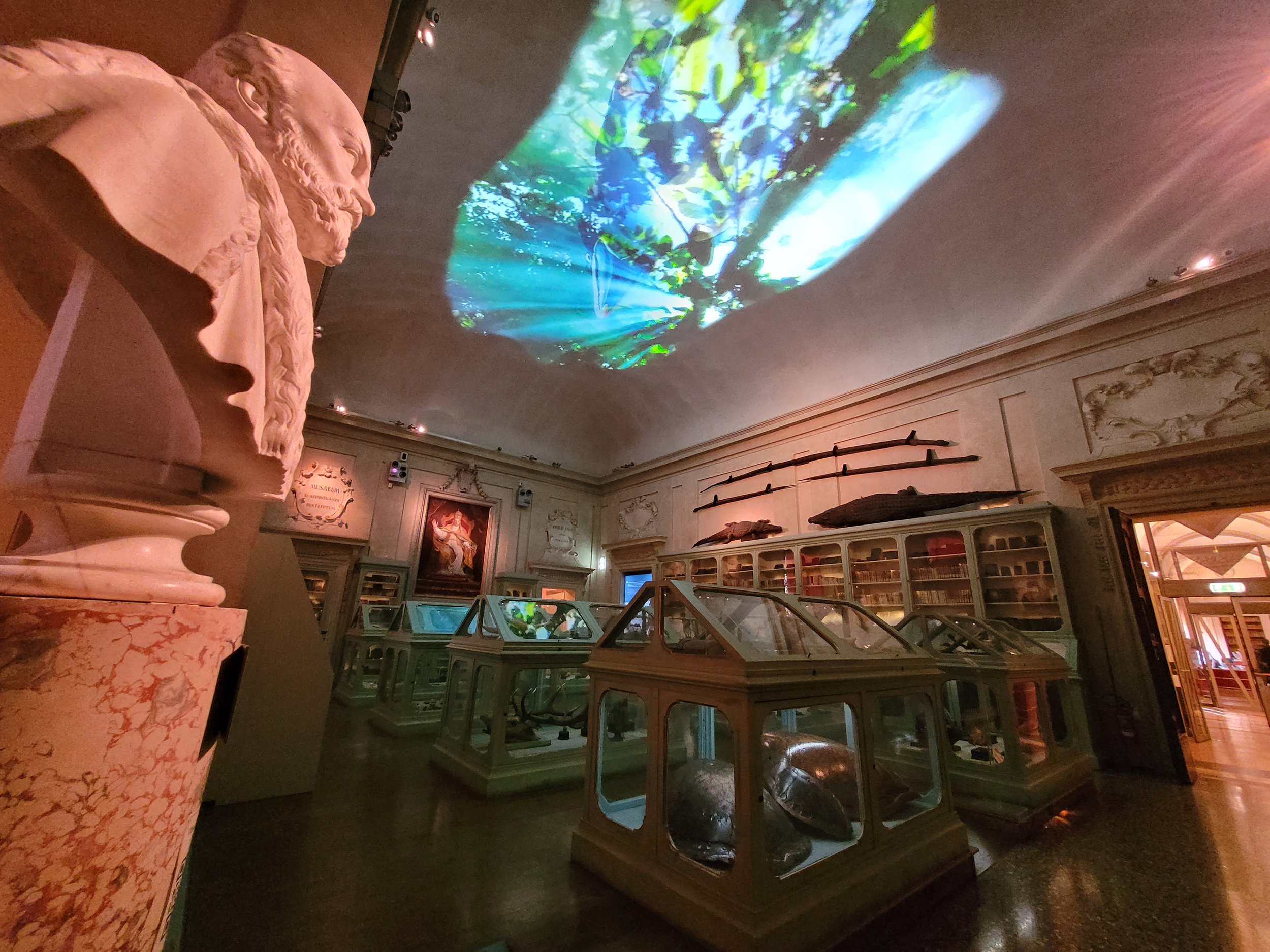 La sala Aldrovandi del Museo di Palazzo Poggi