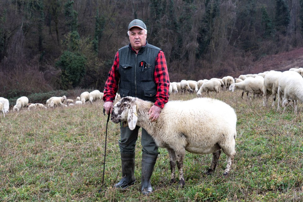 Guardian Breeder: Ettore Rio, Cornigliese Sheep