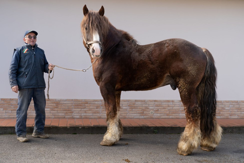 Guardian Breeder: Renato Cimatti