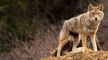 Coyote_America_Austin_SusannaLuppi
