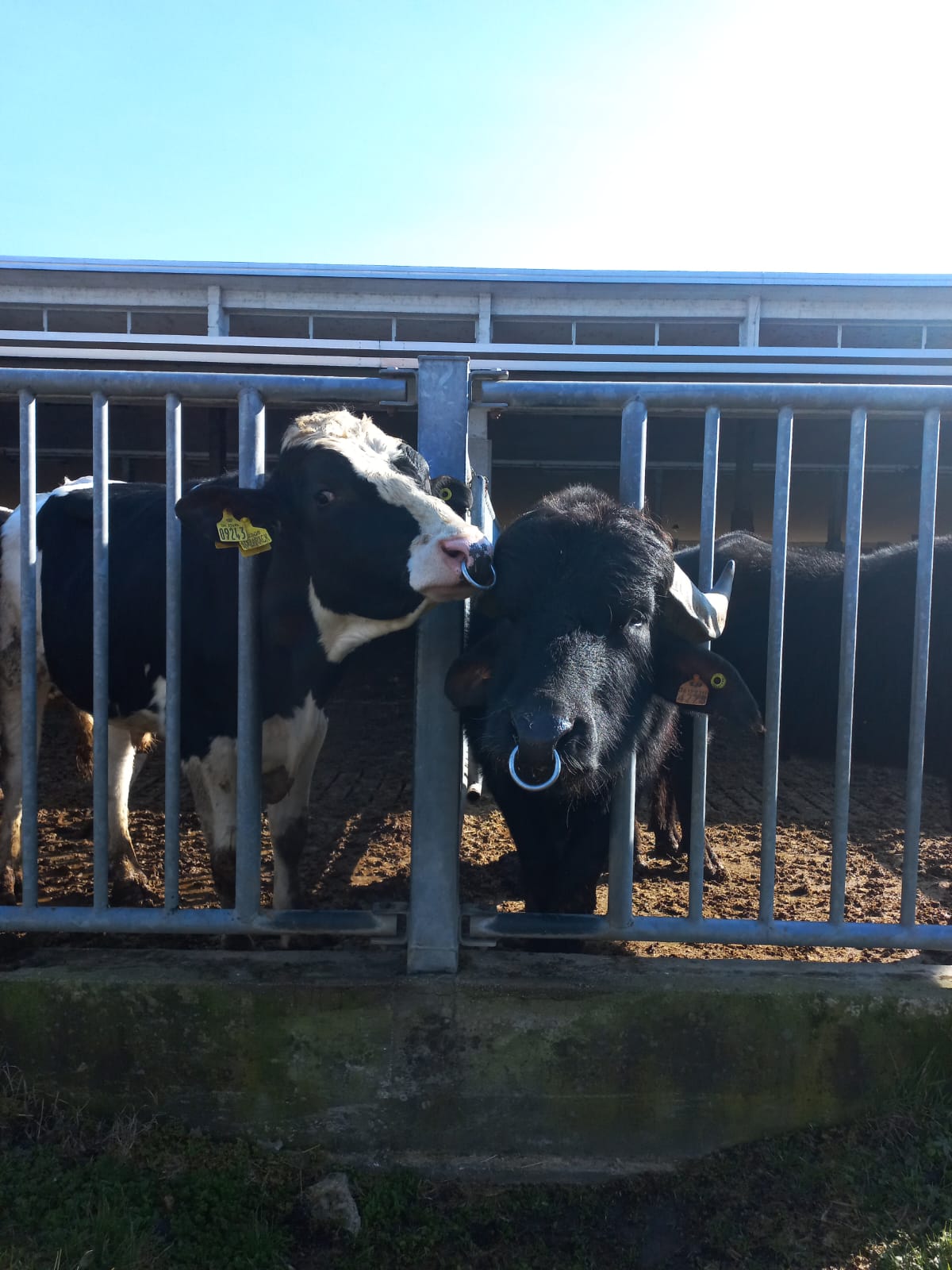 Visita presso centro tori di razza Frisona Italiana di Intermizoo SpA