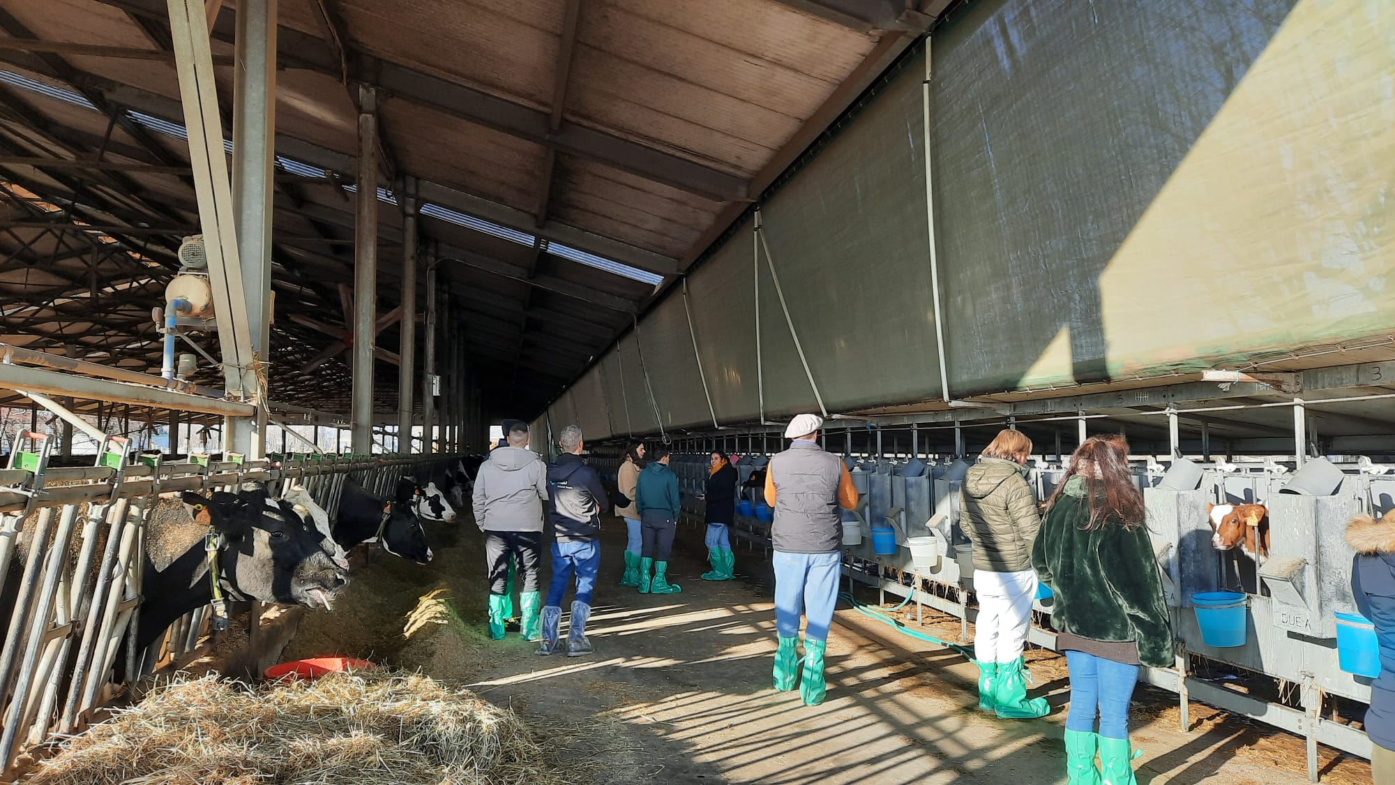 Visita presso stalla di vacche da latte con utilizzo di sensori SCR per il monitoraggio dell’attività ruminale - Az. Agr. Nordera