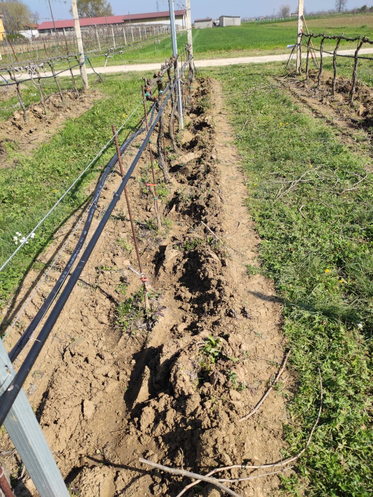 Vineyard before supply