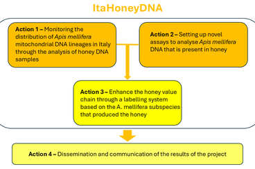Structure of the ItaHoneyDNA project