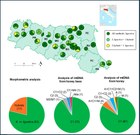 Comparing Morphometric and Mitochondrial DNA Data from Honeybees and Honey Samples for Identifying Apis mellifera ligustica Subspecies at the Colony Level