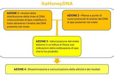 Schema del progetto ItaHoneyDNA