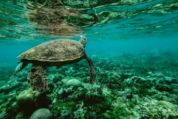 Foto di Belle Co: https://www.pexels.com/it-it/foto/foto-di-una-tartaruga-sott-acqua-847393/