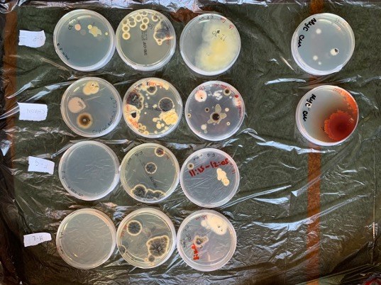 Isolates from biodeteriorations on ancient books that are stored in the UNIBO library archive
