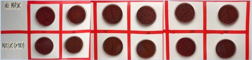A picture of the petri dishes after the test: The colony count: on top results of a test carried out without a mask. On the bottom, the results of a test performed with a masks having a bacterial filtration efficiency higher than 98%.  You can see the higher number of colonies in the top row and the small number of colonies in the bottom row