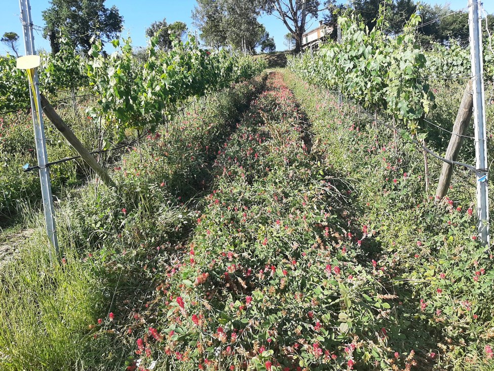 Intercropping strategies in the Vineyard.