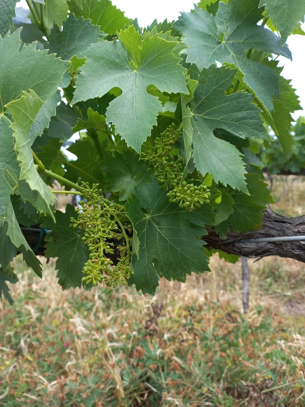 AgroEcology applied to Sangiovese in Romagna: Abundance, Biodiversity and Health