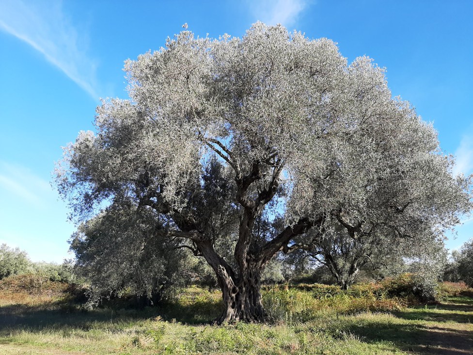 Majestoso ulivo plurisecolare nel territorio di Caria di Drapia, in Calabria