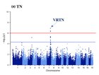 GENOME-WIDE ASSOCIATION STUDIES FOR THE NUMBER OF TEATS AND TEAT ASYMMETRY PATTERNS IN LARGE WHITE PIGS