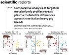 Comparative analysis of targeted metabolomic profiles reveals plasma metabolite differences across three Italian heavy pig breeds