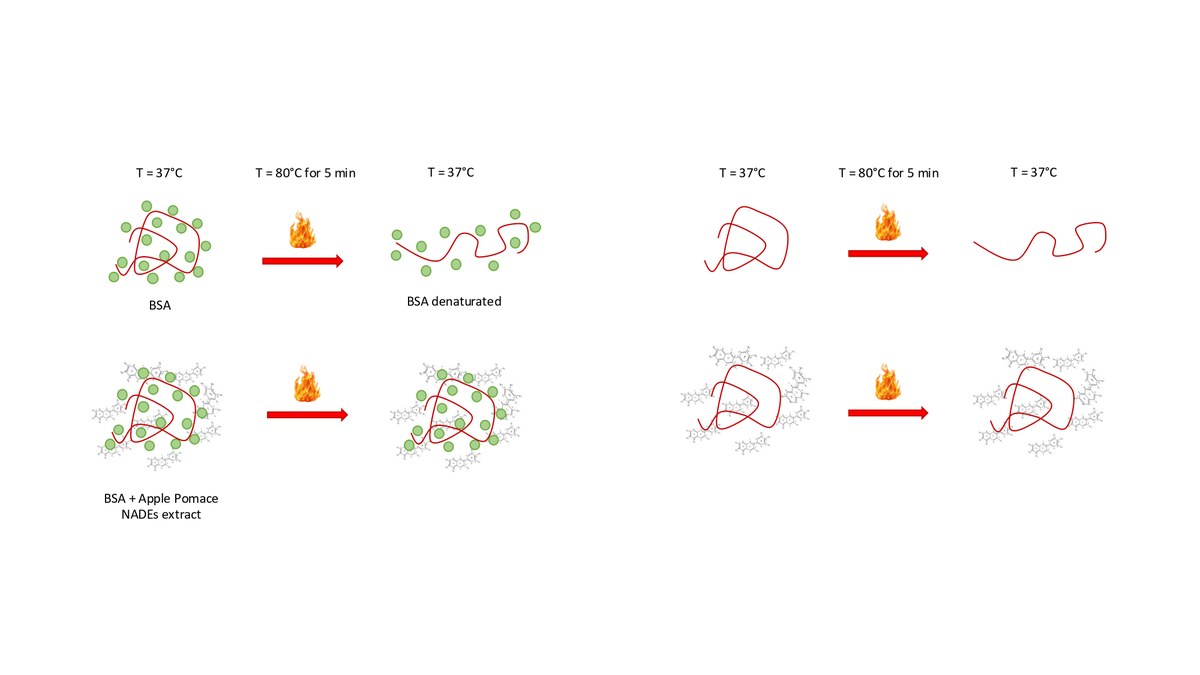 Meccanismo d'azione del saggio della BSA come test di attività antinfiammatoria.