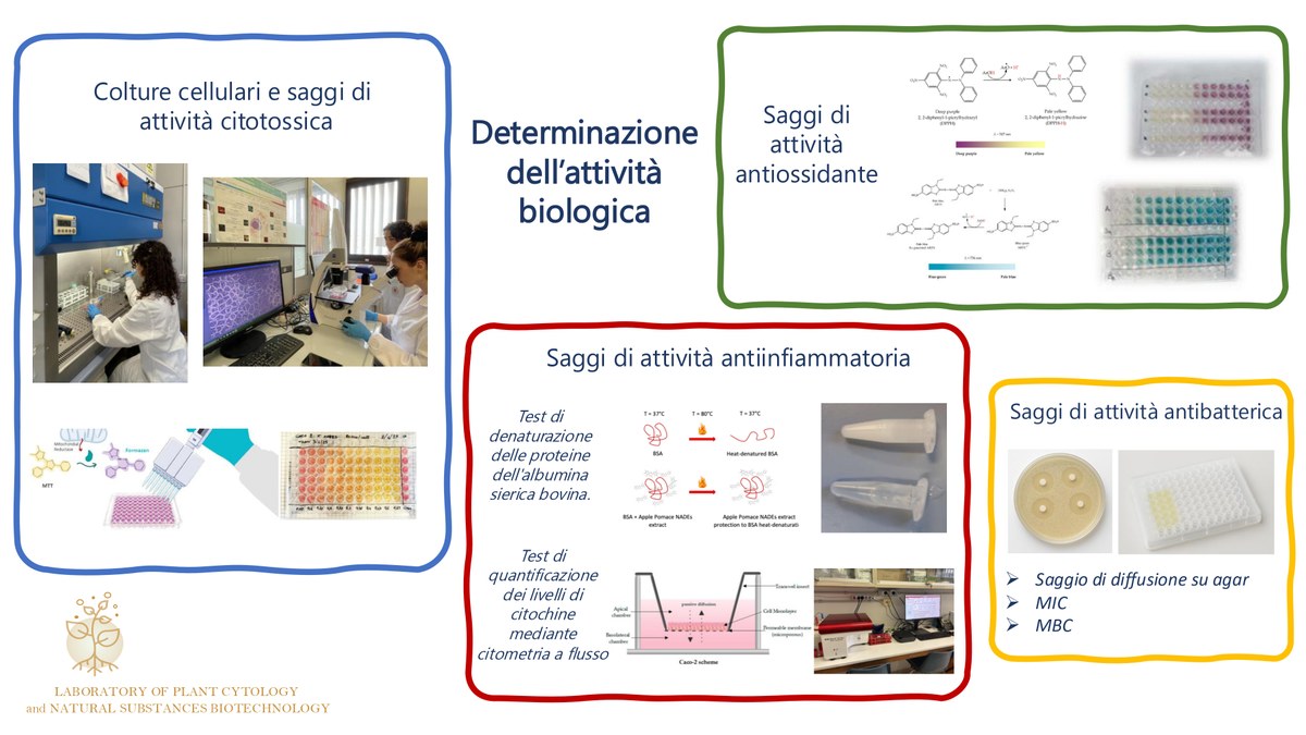 Principali saggi di attività biologica per testare il potenziale biologico degli estratti di sansa di mela
