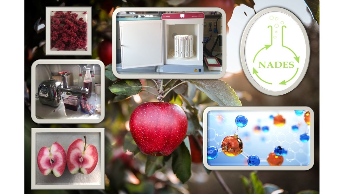 Rappresentazione schematica del processo di estrazione di metaboliti bioattivi con solventi e tecniche "green"