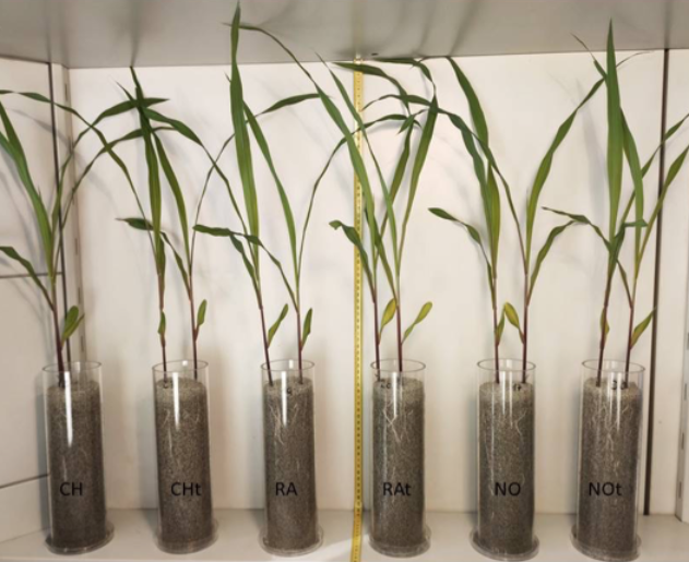 Test per valutare la capacità fertilizzante dei liquami trattati su piante di mais