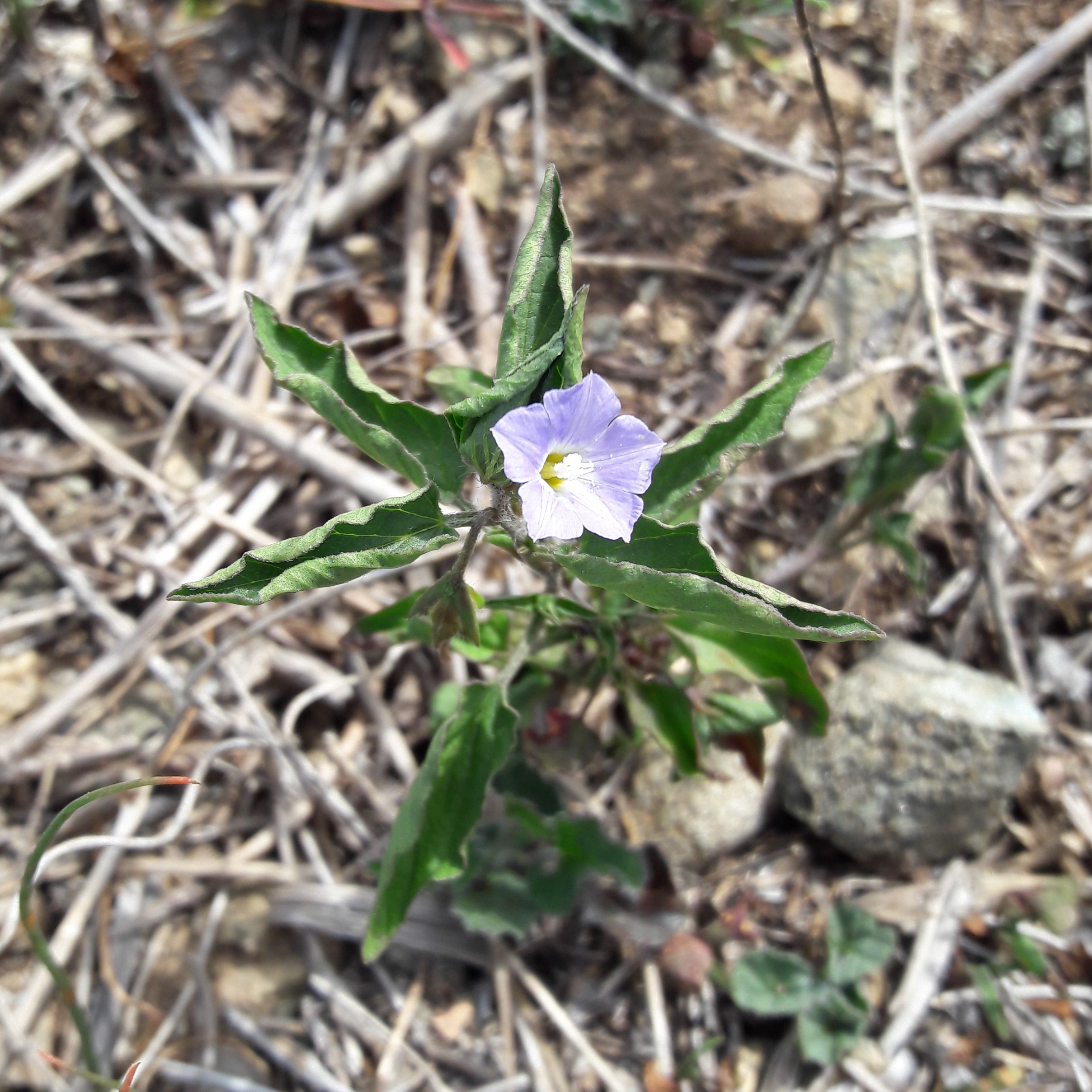 Convolvulus siculus