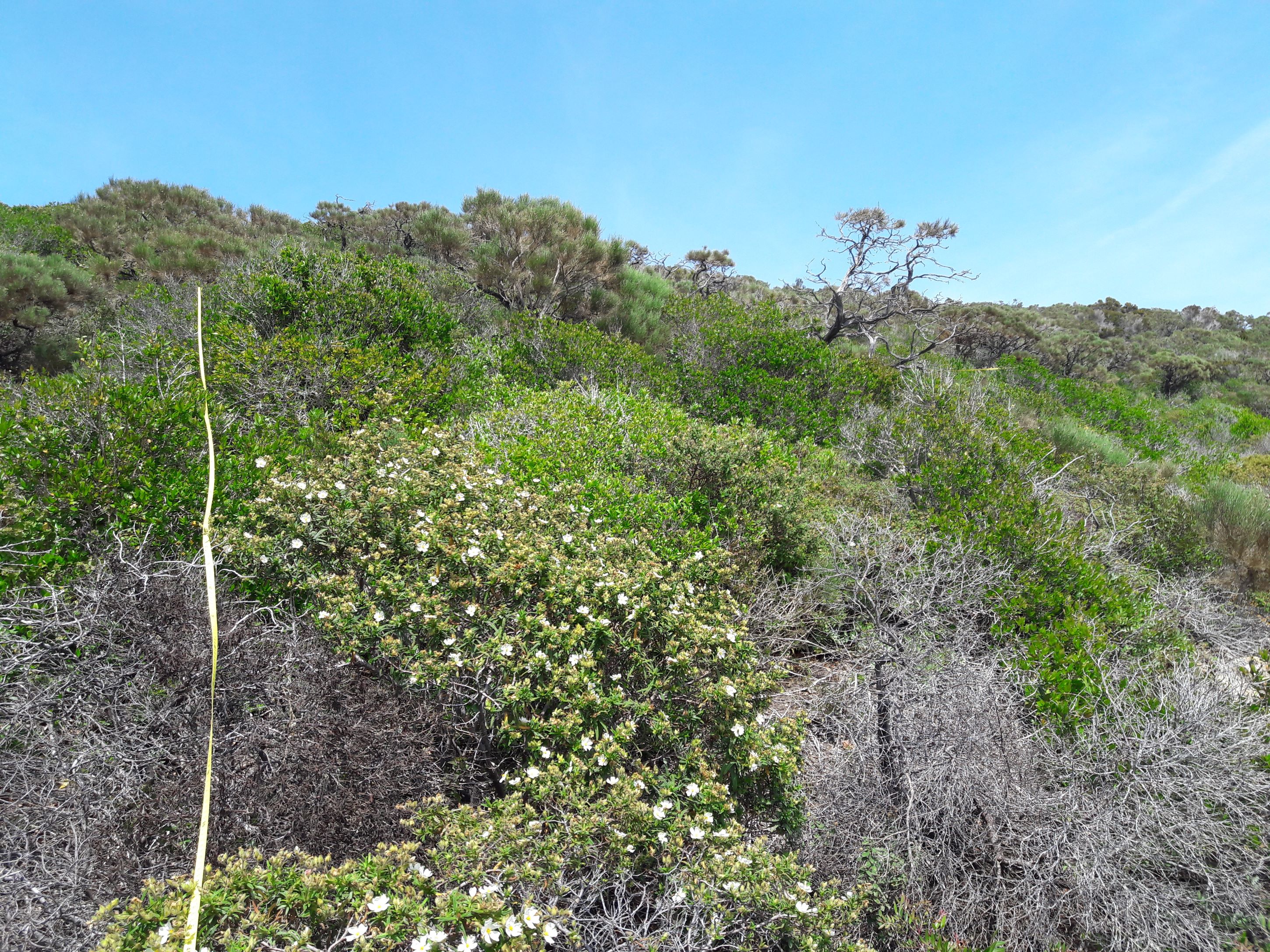 Shrub community with Genista tyrrhena subsp. pontiana, Cistus monspeliensis, Myrtus communis and other species
