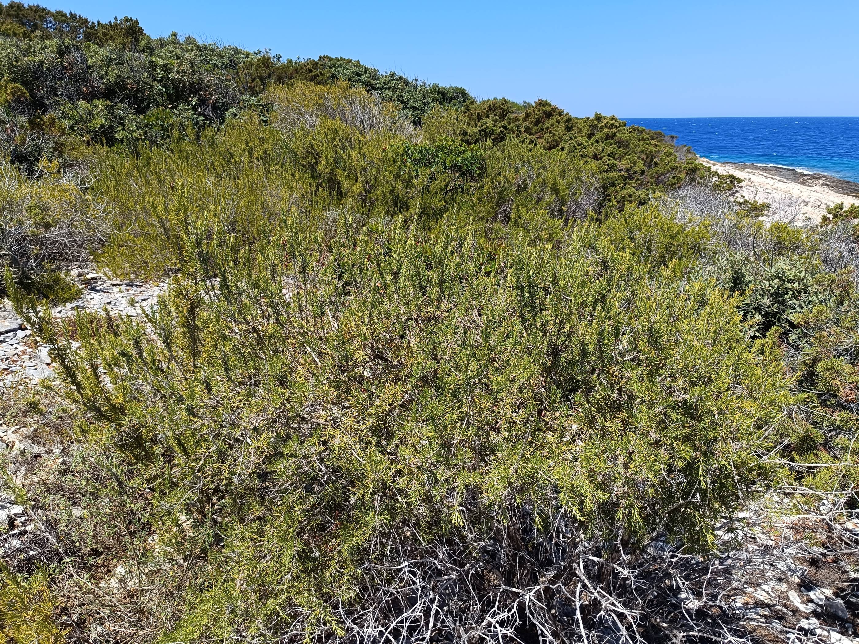 Vegetation and landscape