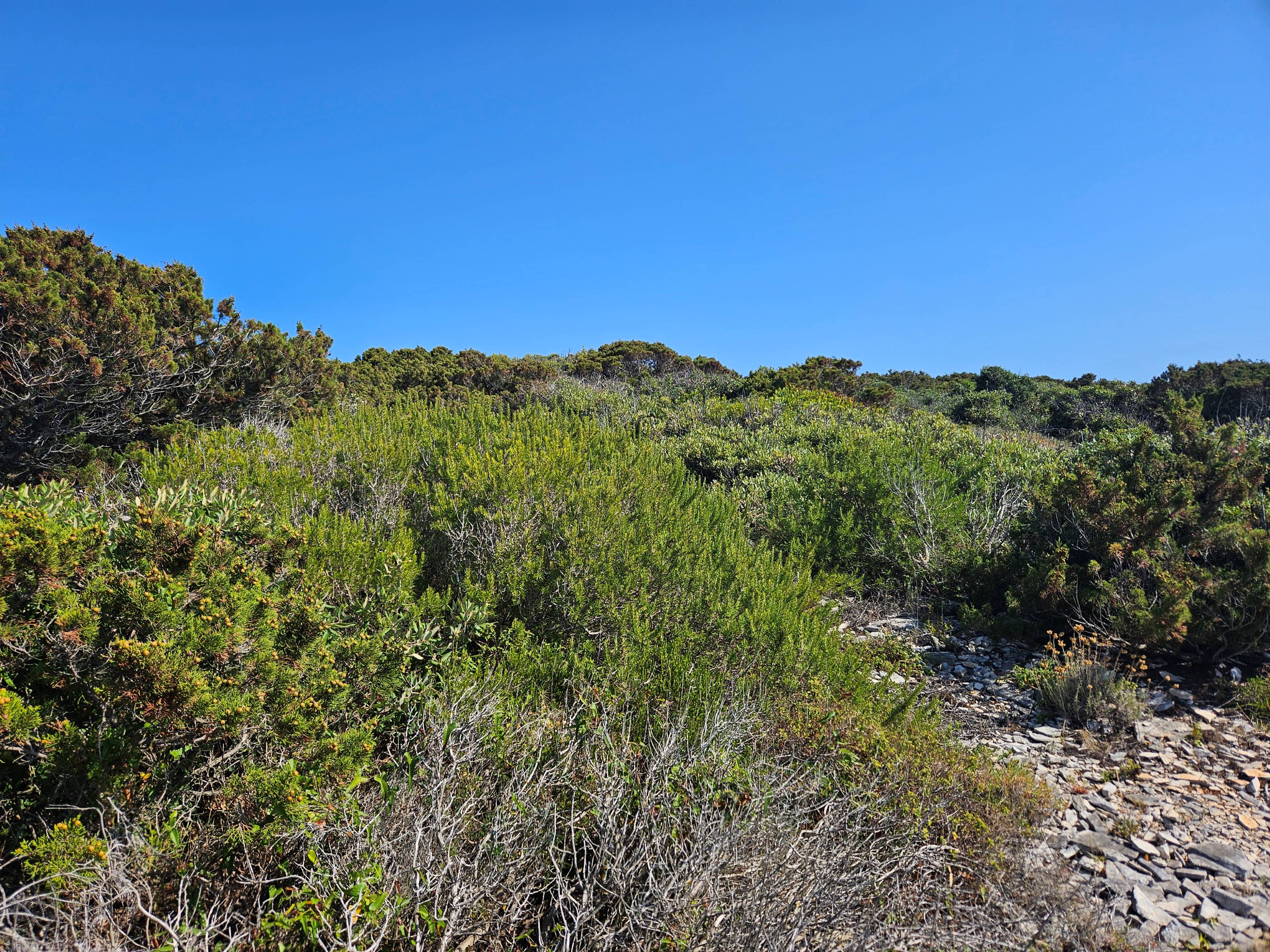 View of island vegetation