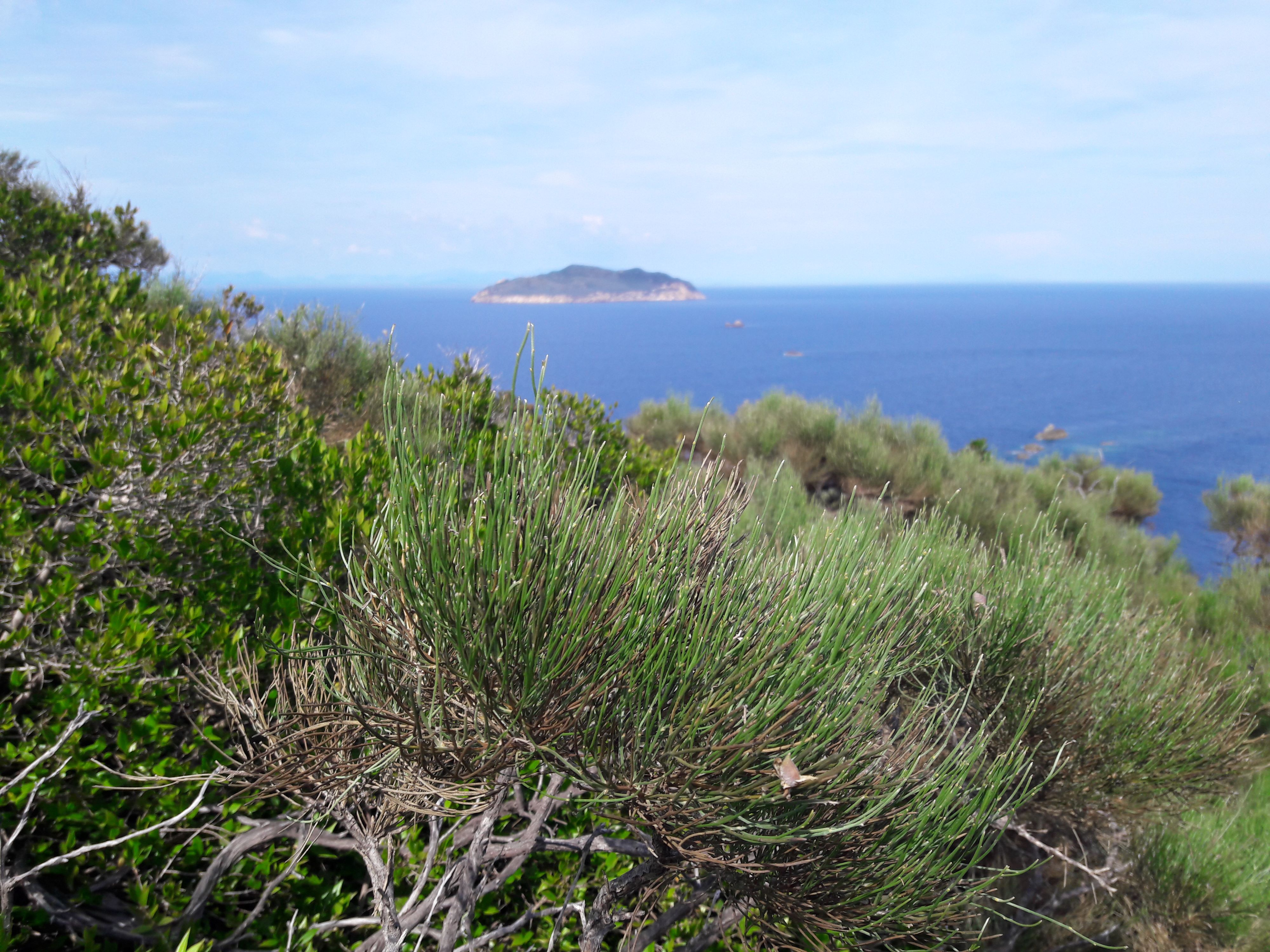 View of Zannone island from Gavi