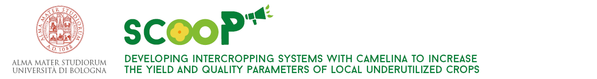 SCOOP - Developing intercropping systems with camelina to increase the yield and quality parameters of local underutilized crops