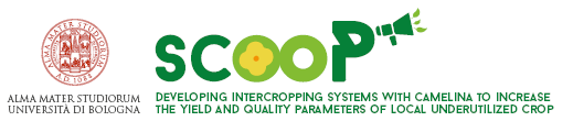 SCOOP - Developing intercropping systems with camelina to increase the yield and quality parameters of local underutilized crops