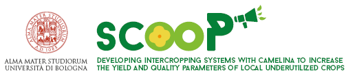 SCOOP - Sviluppo di sistemi di consociazione con camelina e specie locali sottoutilizzate