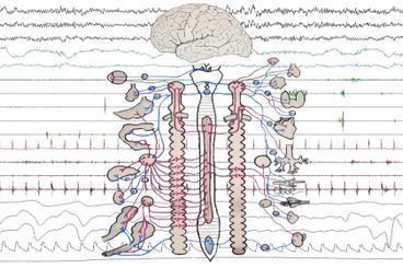 cervello e sistema neurologico