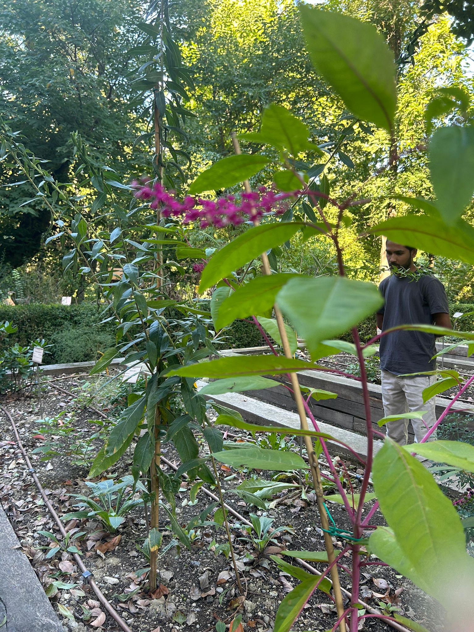 A walk trough the Botanic Garden