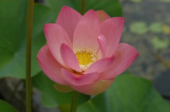 Pink flower blossoming. Photograph by Umberto Mossetti.